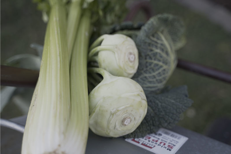 Wurzeln schlagen 4 - Filip Felix